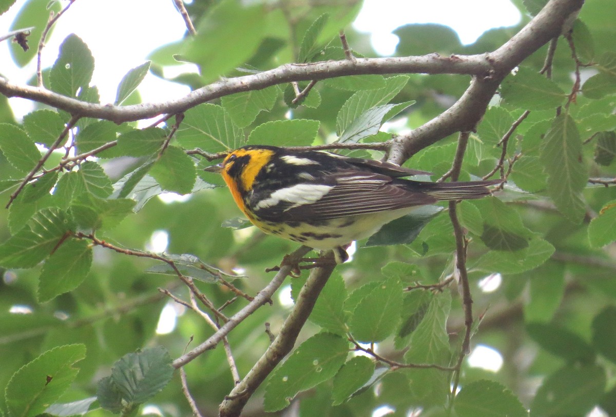 Blackburnian Warbler - ML635259180