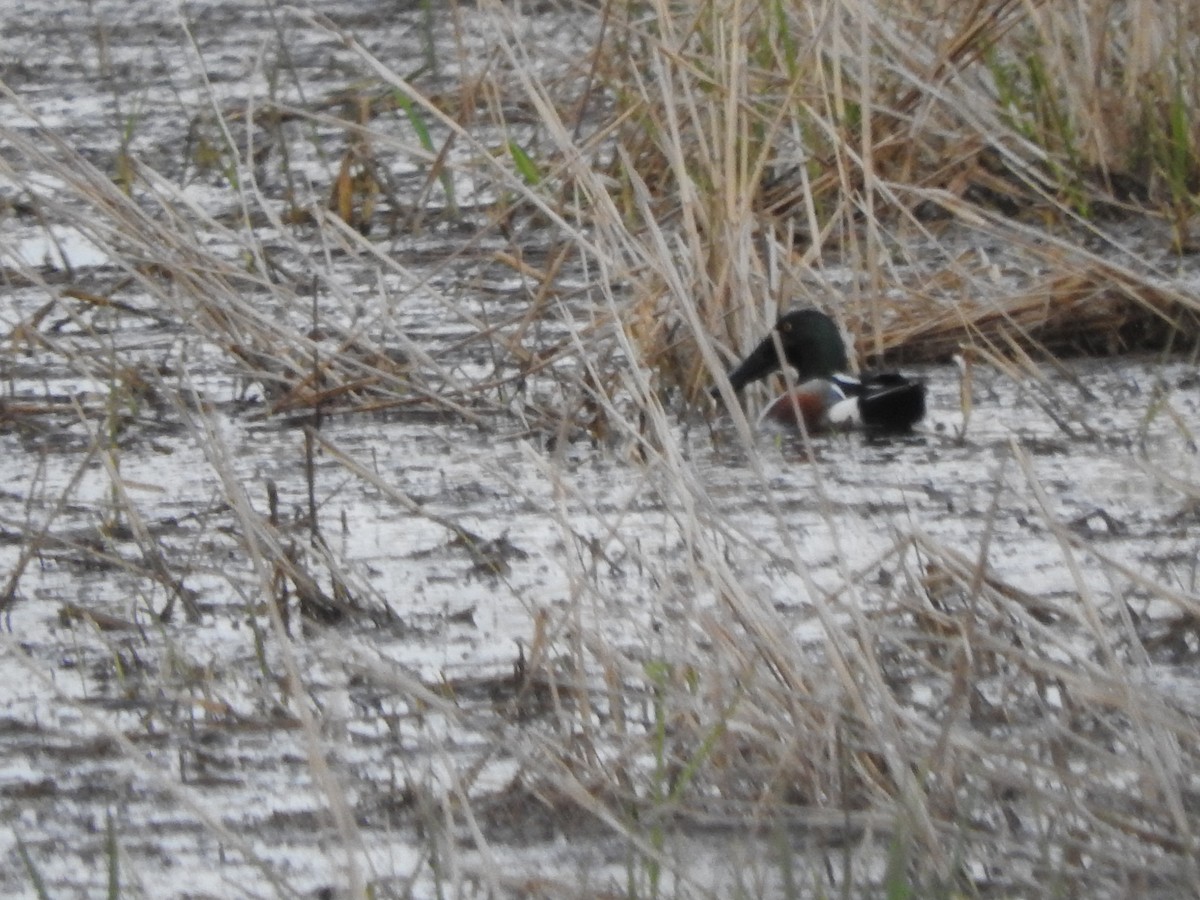 Northern Shoveler - ML635259202