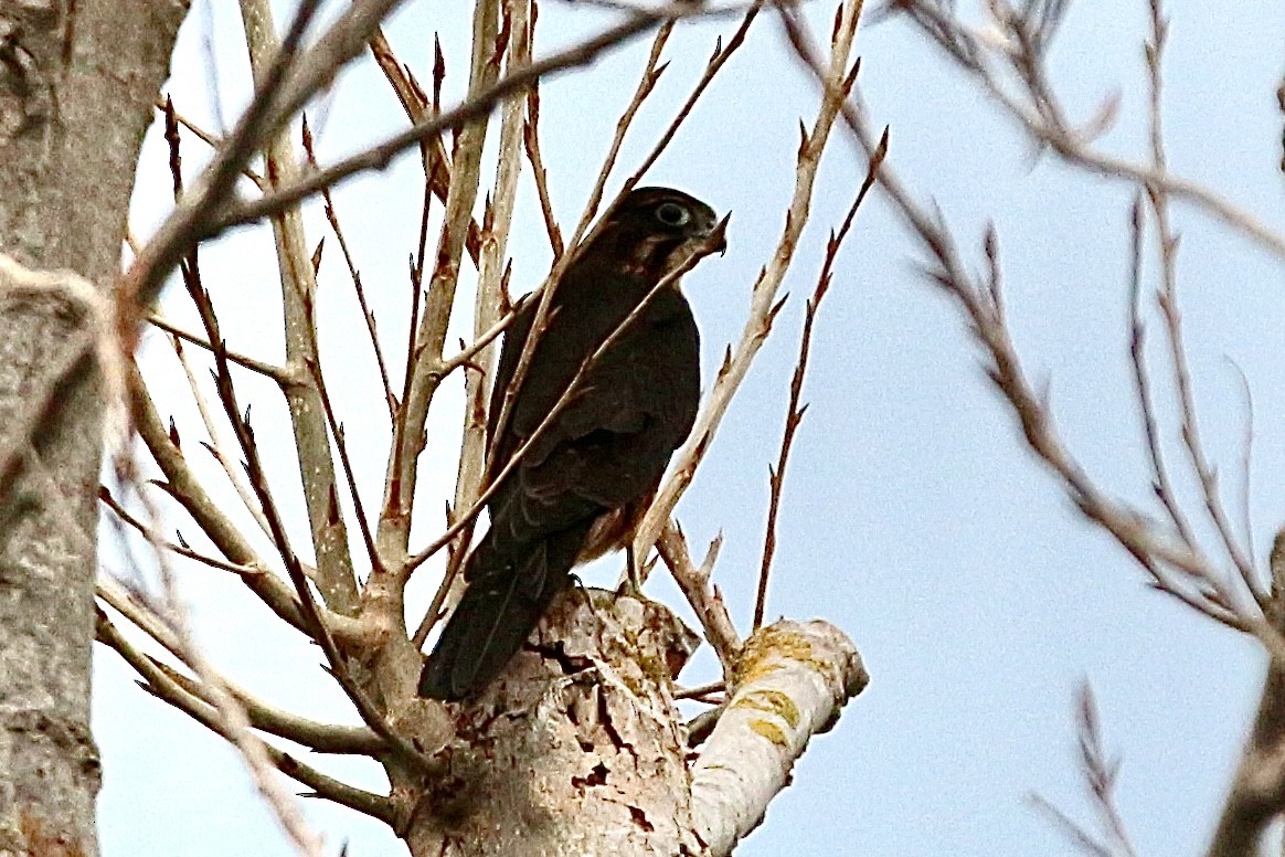 New Zealand Falcon - ML635259203