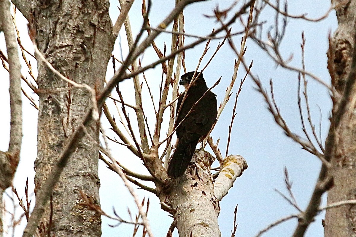 New Zealand Falcon - ML635259204