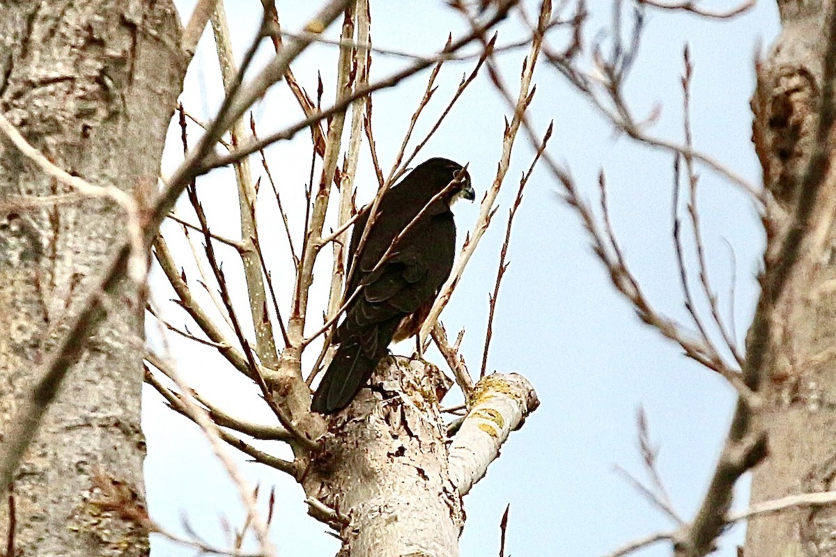 New Zealand Falcon - ML635259205