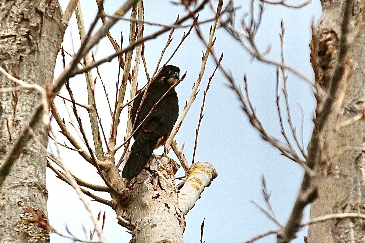 New Zealand Falcon - ML635259206