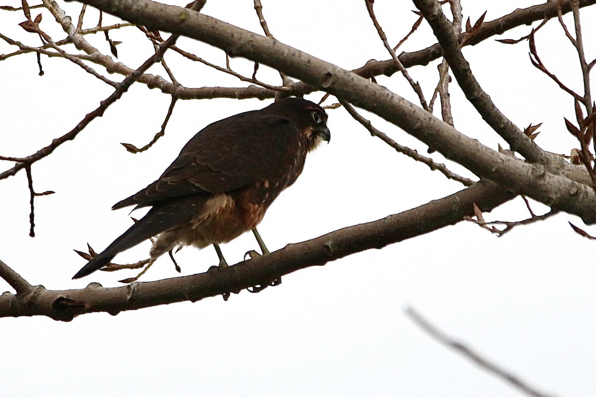 New Zealand Falcon - ML635259207