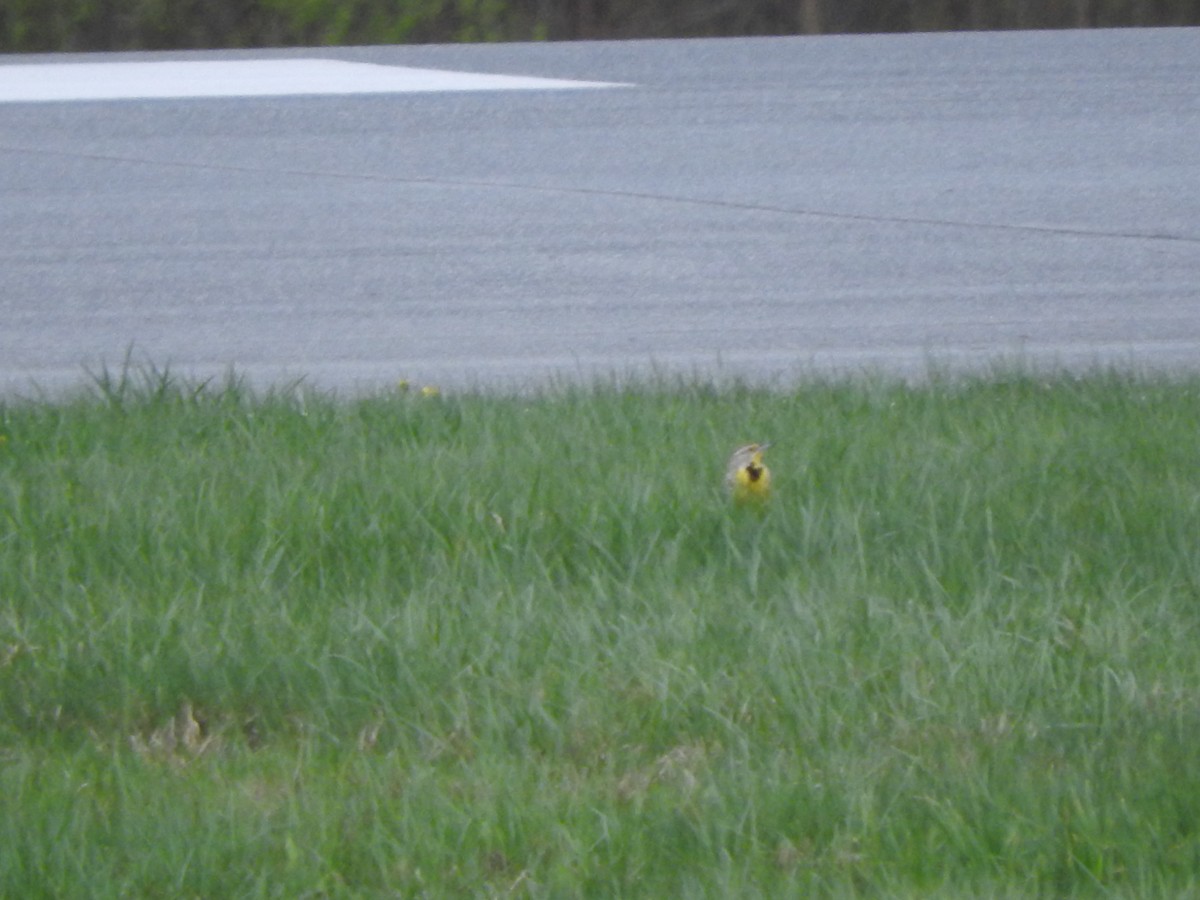 Western Meadowlark - ML635259241