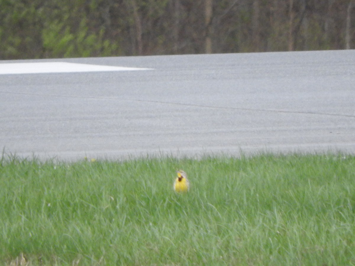 Western Meadowlark - ML635259242