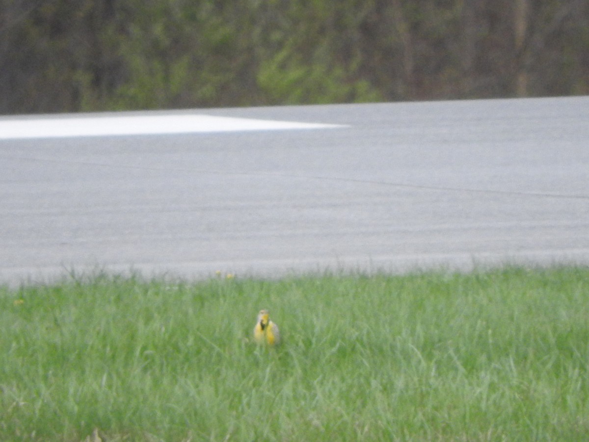 Western Meadowlark - ML635259243