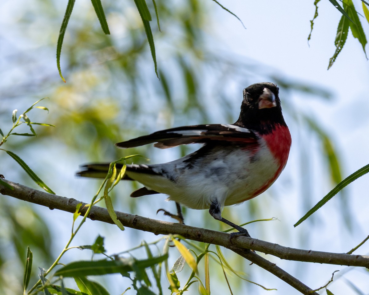 dlaskovec růžovoprsý - ML635259254