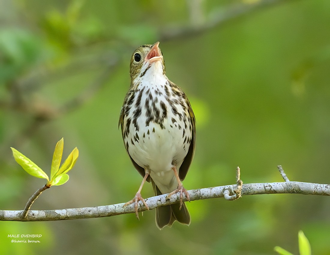 Ovenbird - ML635259272