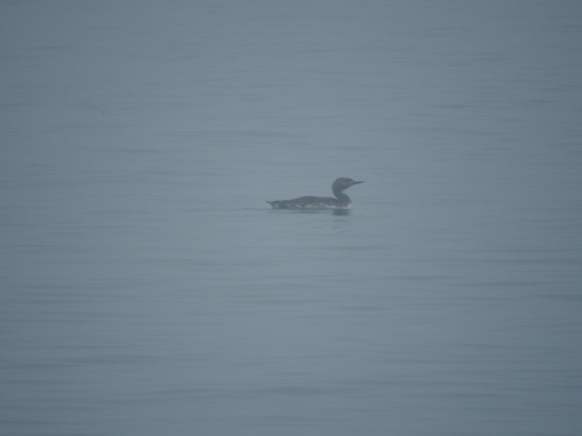 Red-throated Loon - ML635259302