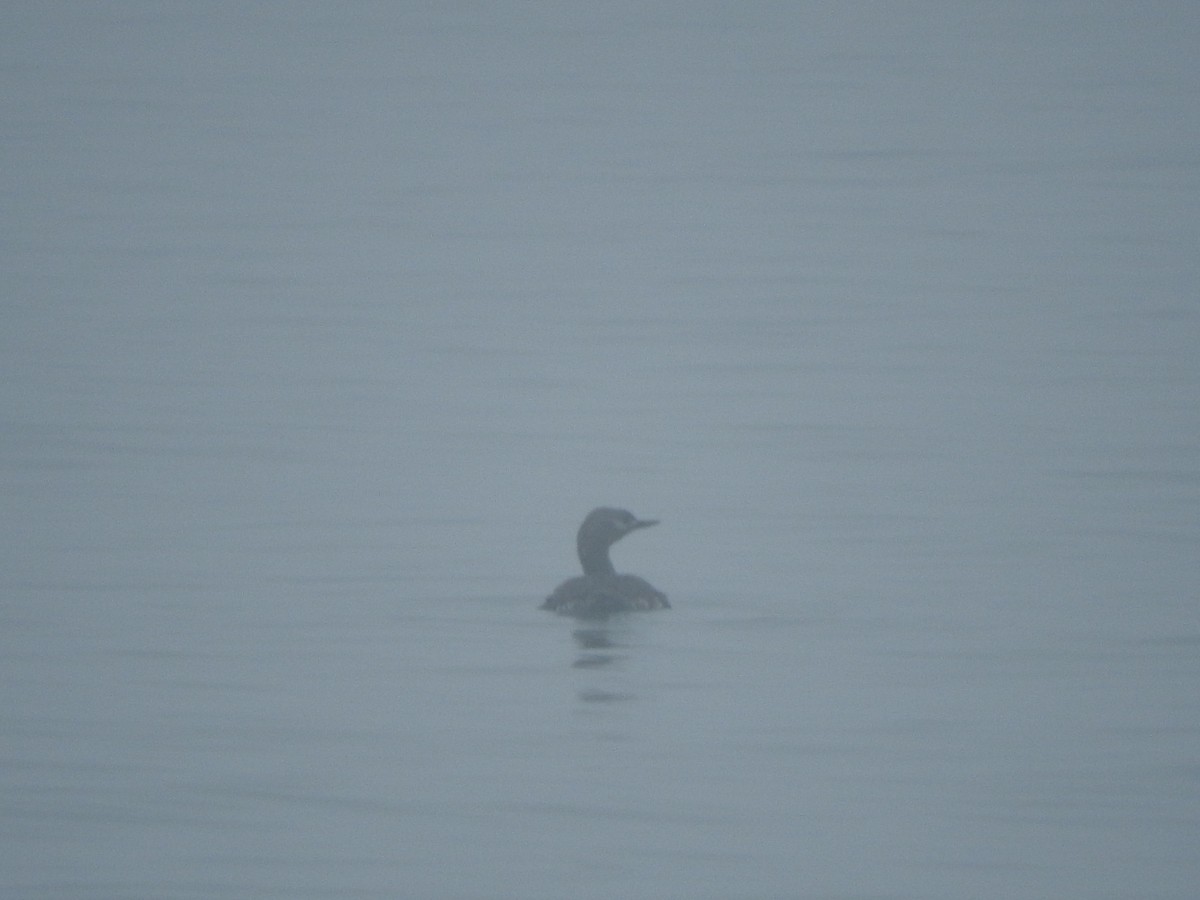 Red-throated Loon - ML635259303