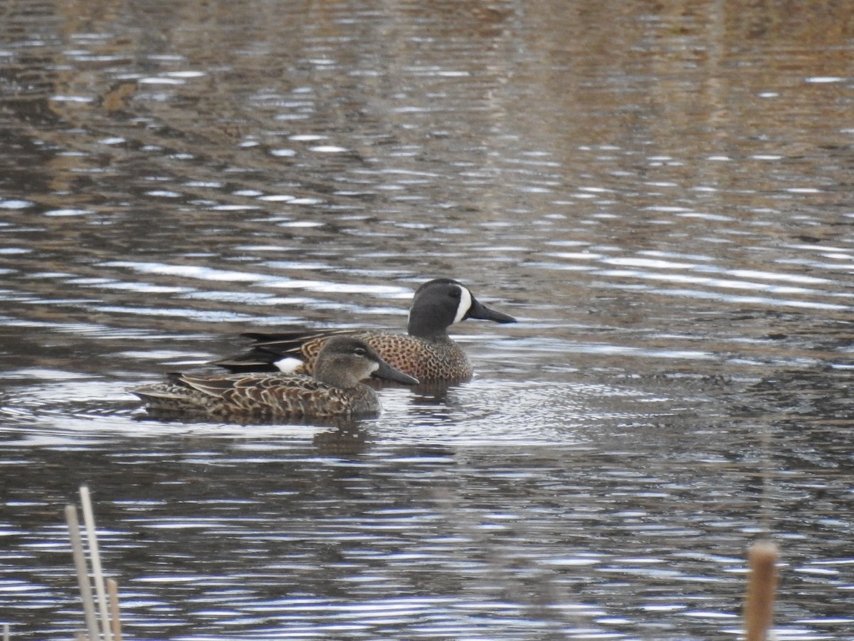 Marzaiola americana - ML635259336