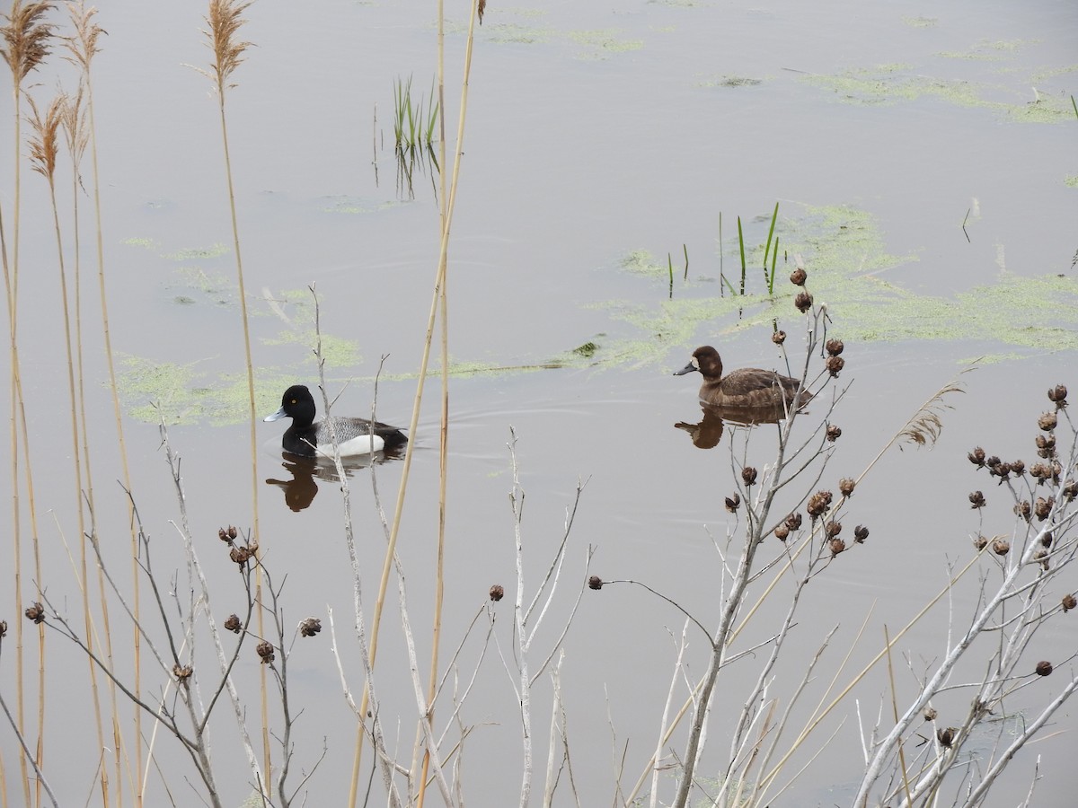 Lesser Scaup - ML635259366