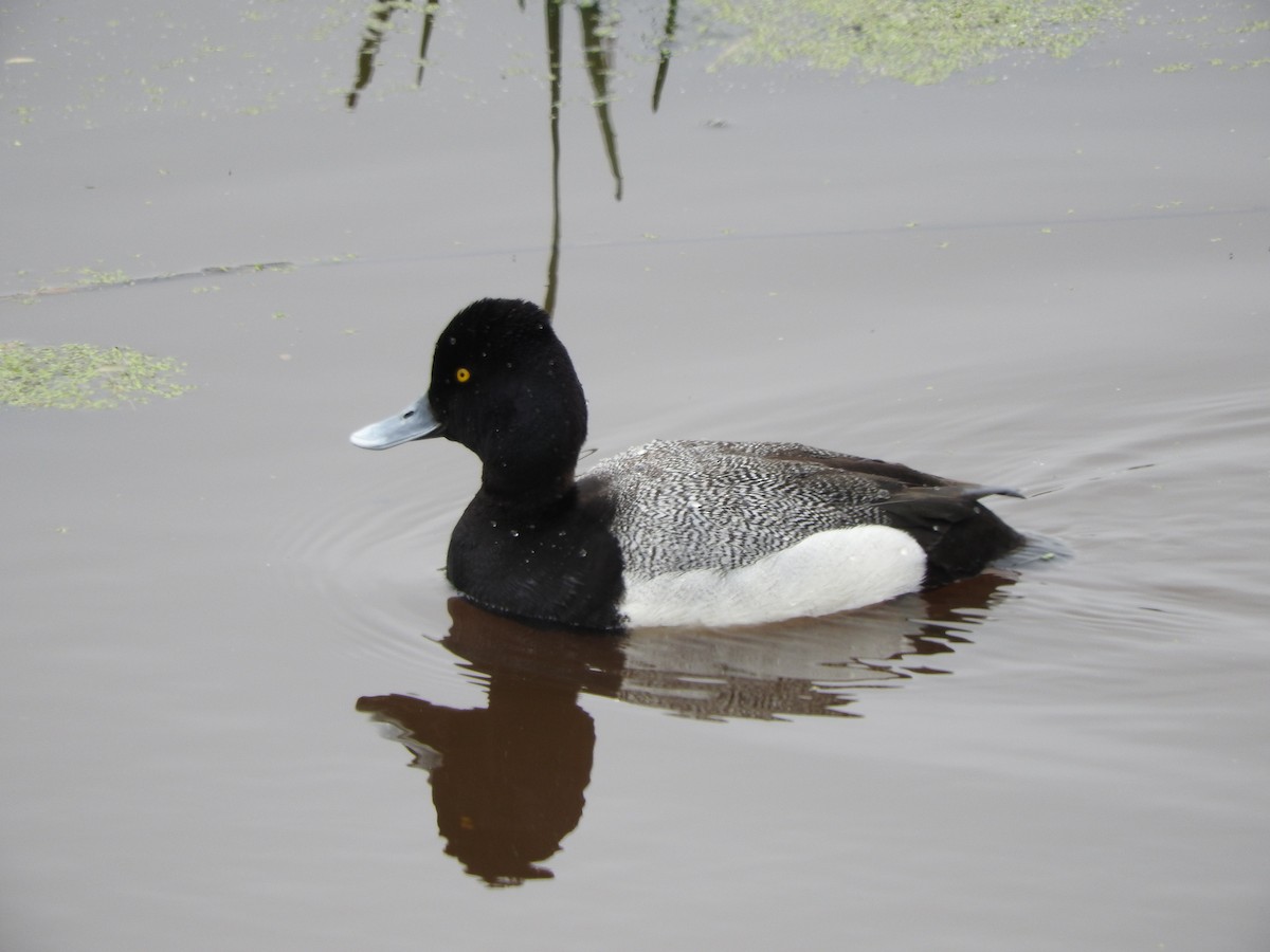 Lesser Scaup - ML635259368