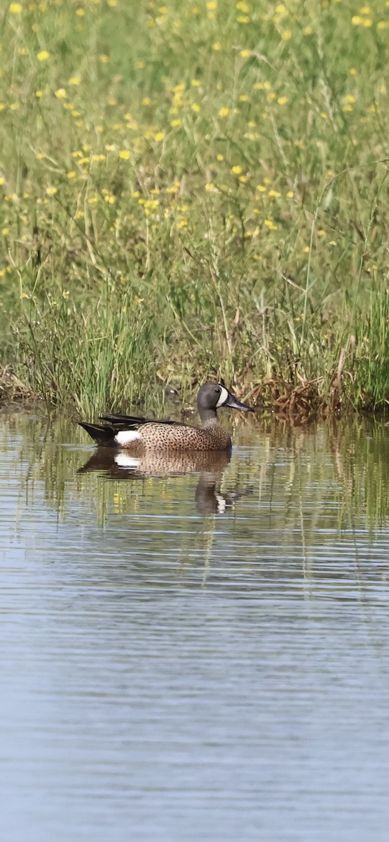 Blue-winged Teal - ML635259382