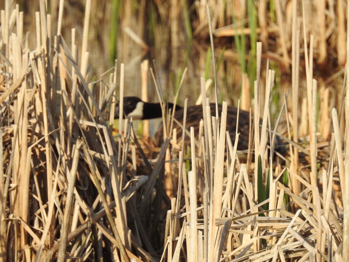 Oca canadese maggiore - ML635259409