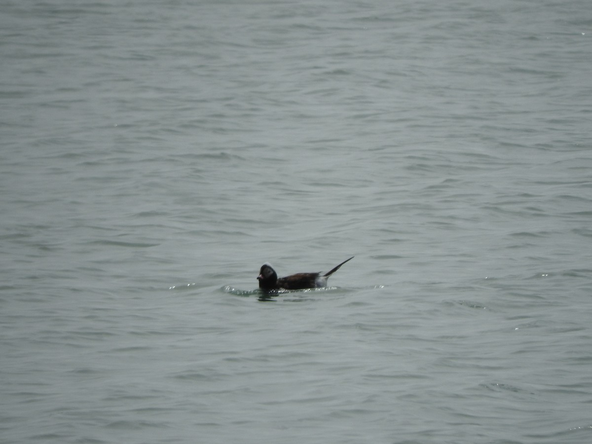 Long-tailed Duck - ML635259421