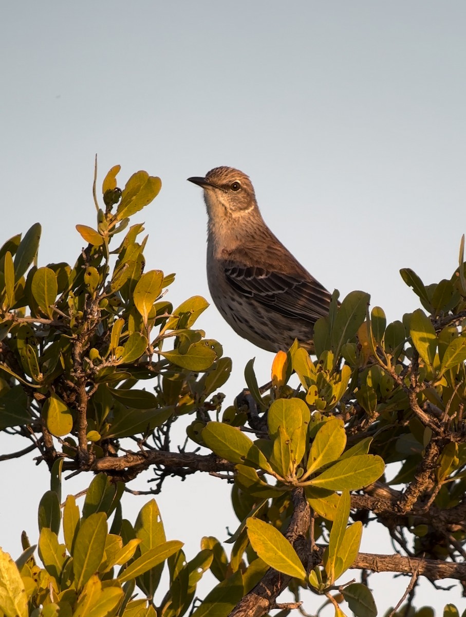 Bahama Mockingbird - ML635259465
