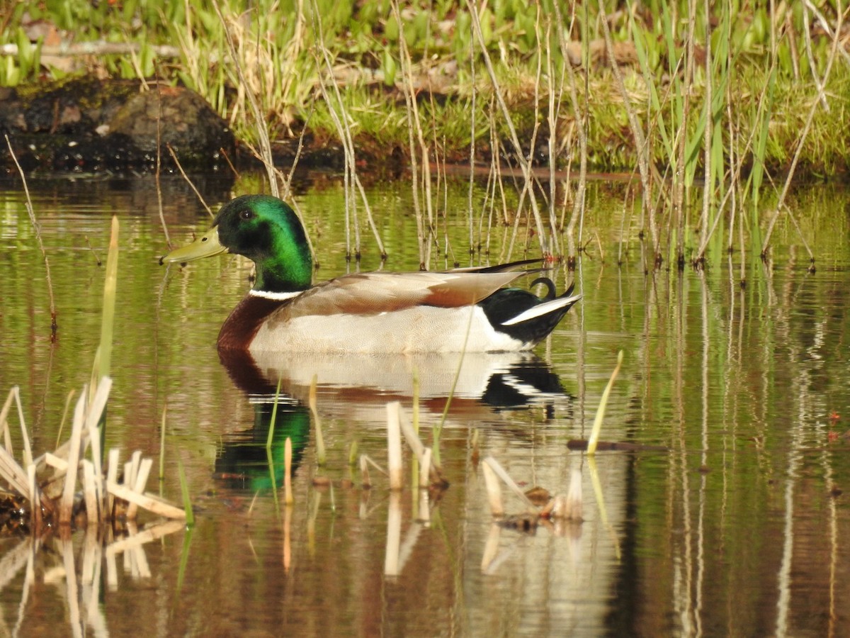 Germano reale - ML635259467