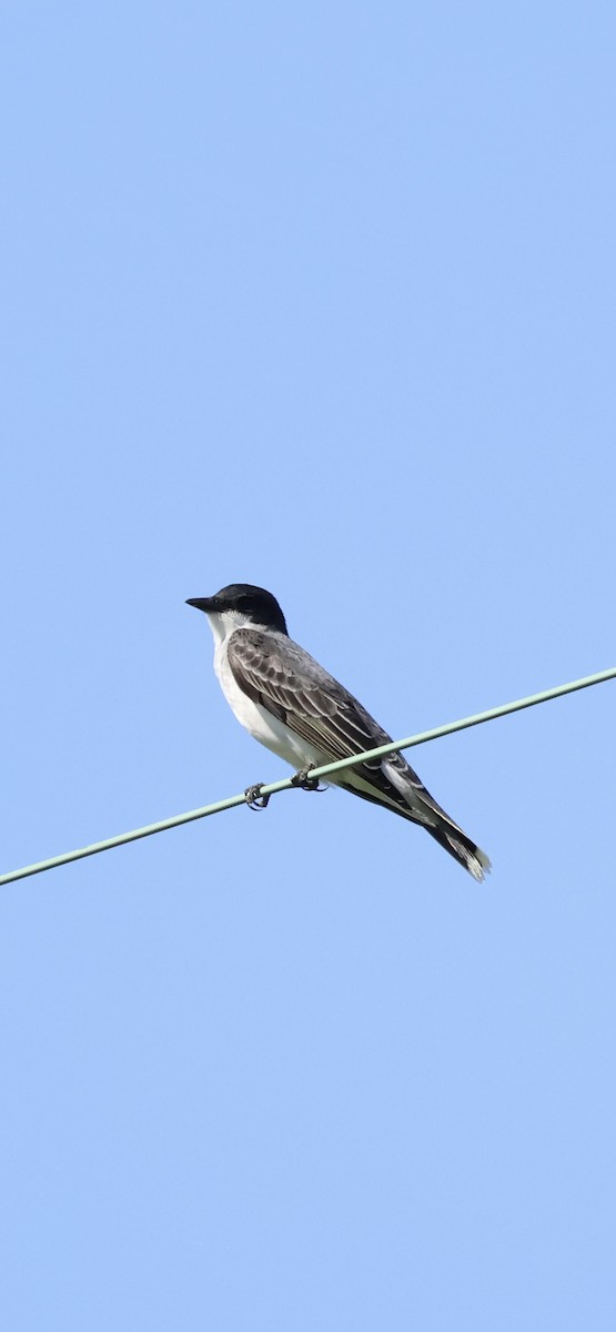 Eastern Kingbird - ML635259473