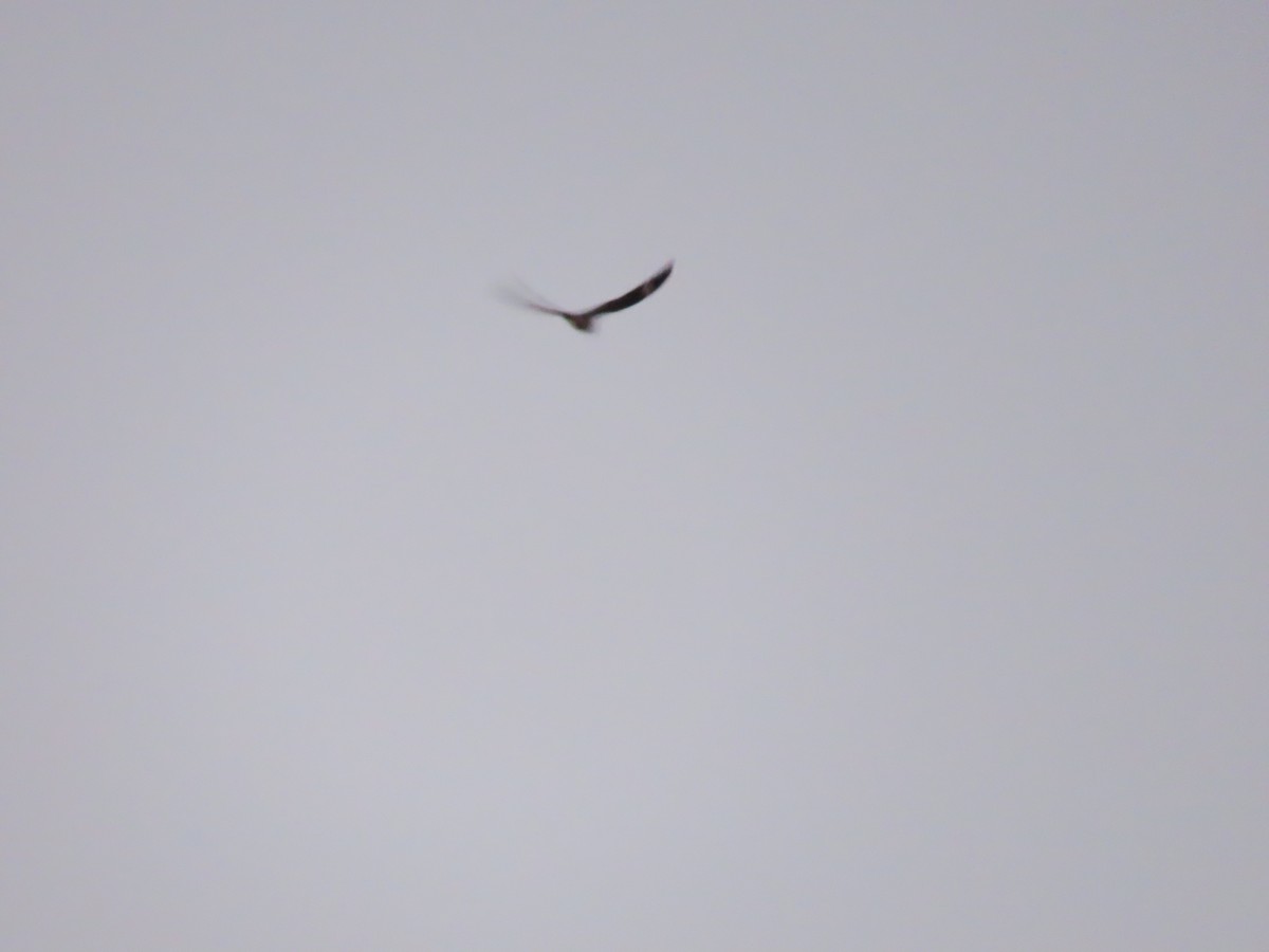 Common Nighthawk - ML635259510