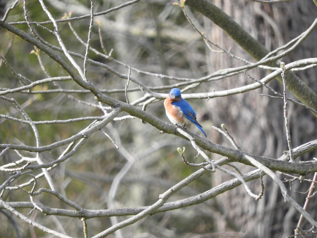 Eastern Bluebird - ML635259514