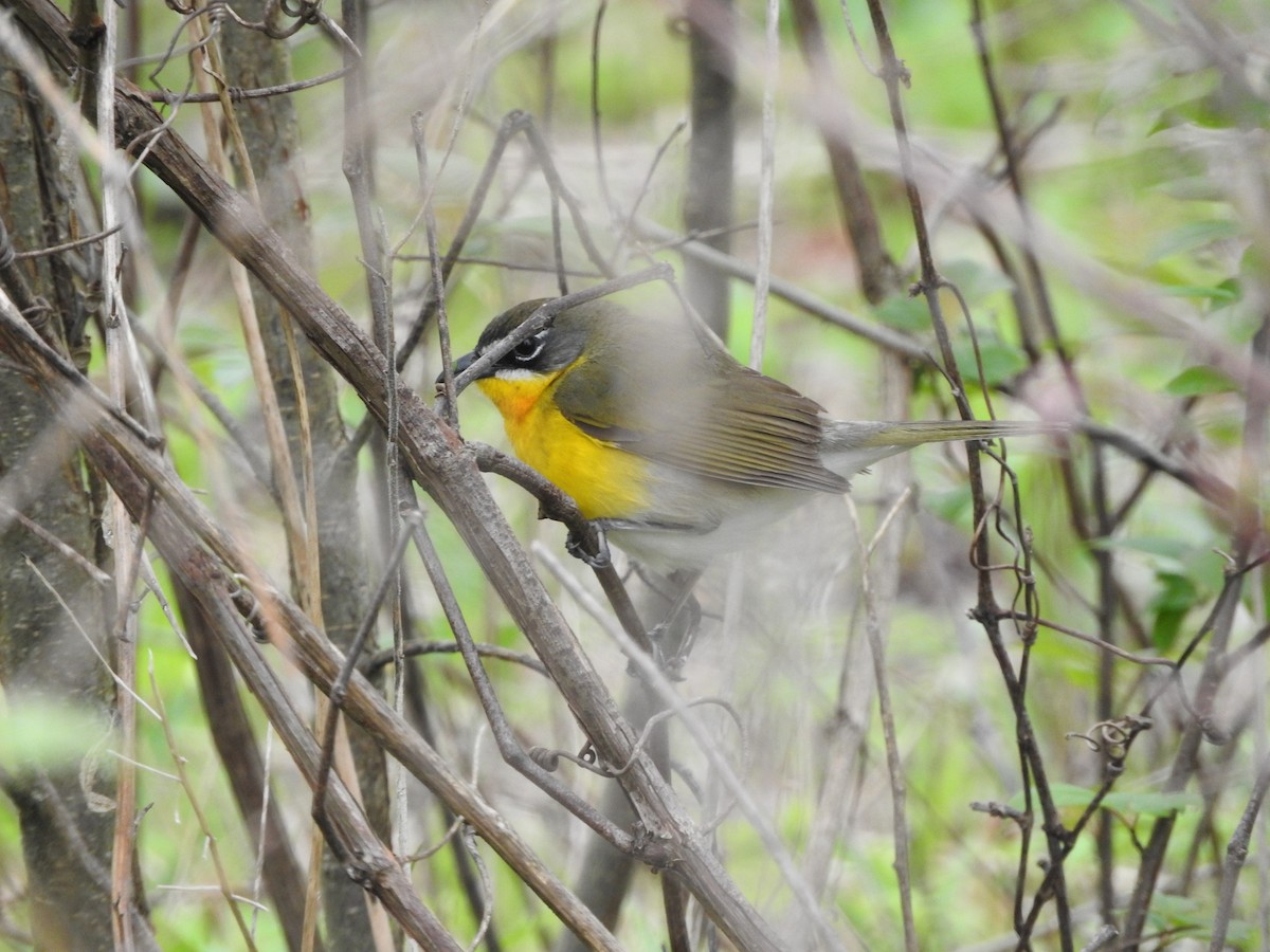 Yellow-breasted Chat - ML635259530