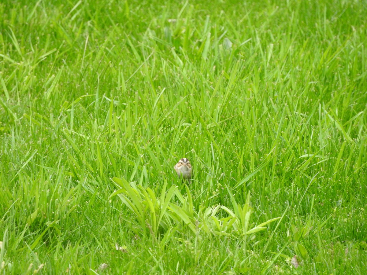 Clay-colored Sparrow - ML635259566