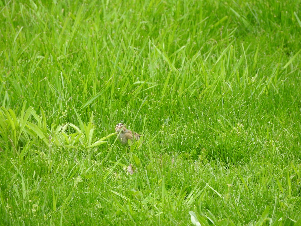 Clay-colored Sparrow - ML635259568
