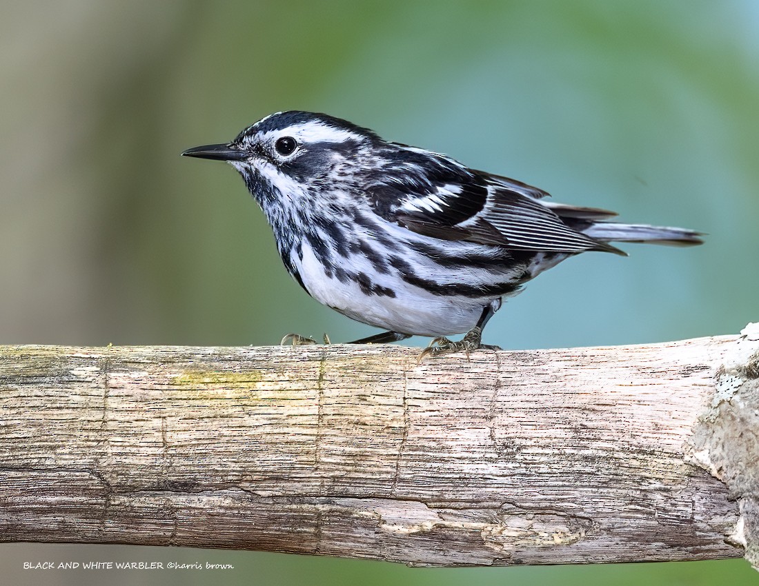 Black-and-white Warbler - ML635259572
