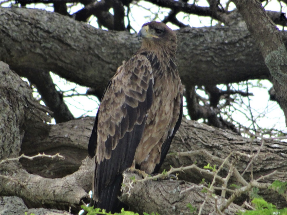 Tawny Eagle - ML635259590