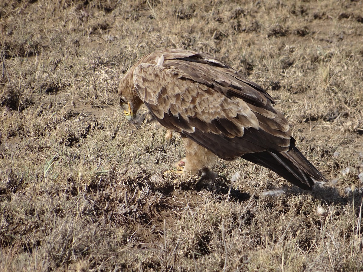 Tawny Eagle - ML635259591