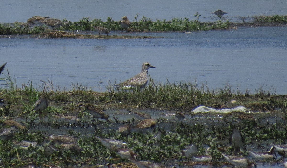 Black-bellied Plover - ML635259606