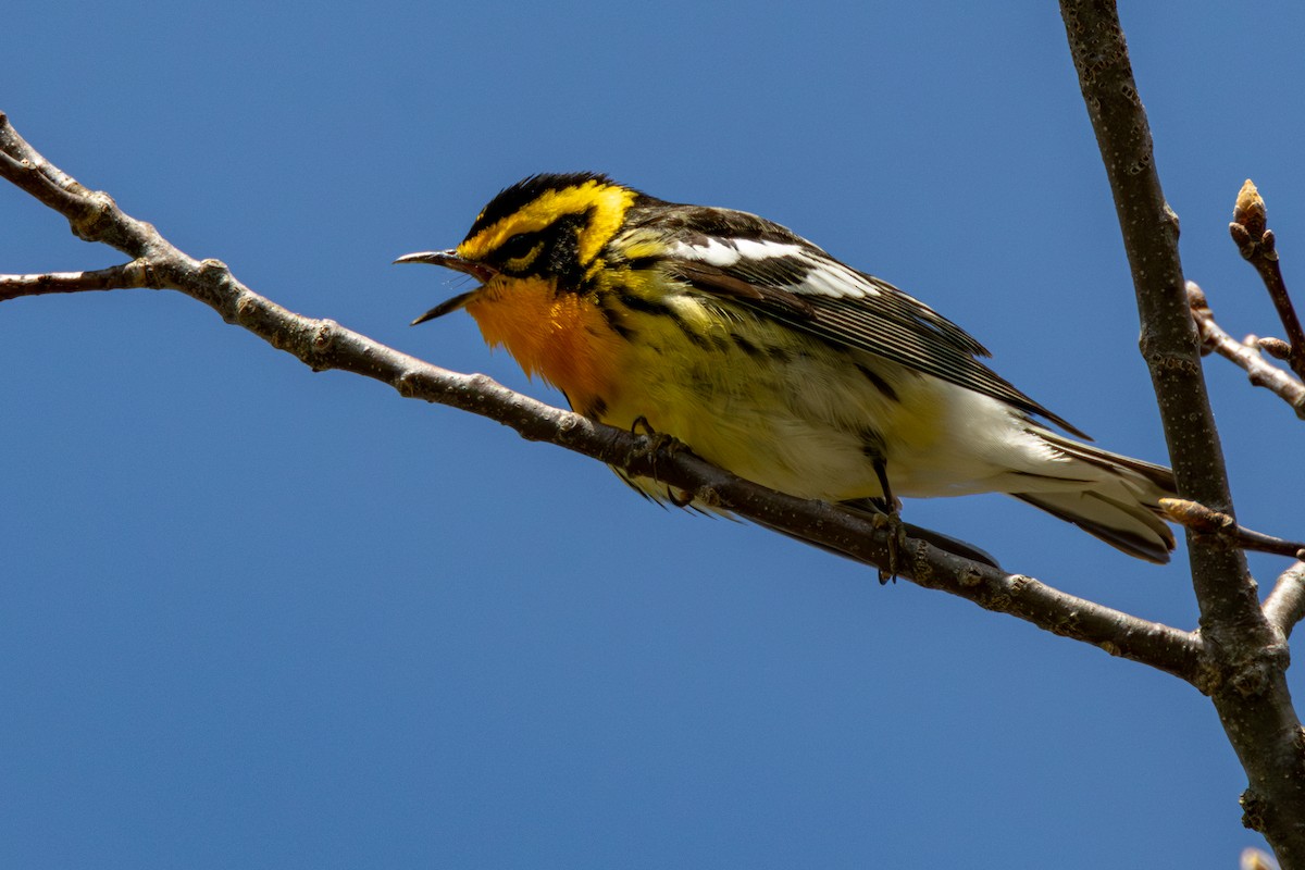 Blackburnian Warbler - ML635259627