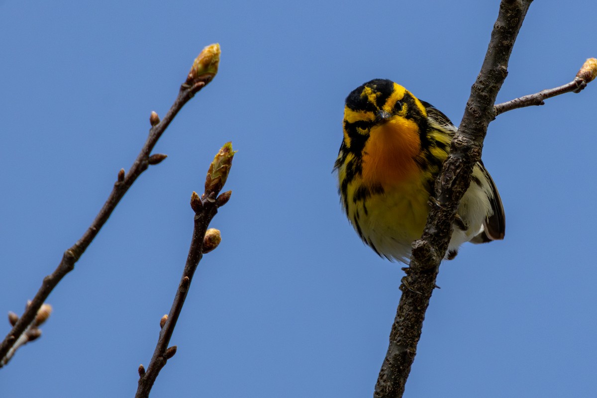 Blackburnian Warbler - ML635259630