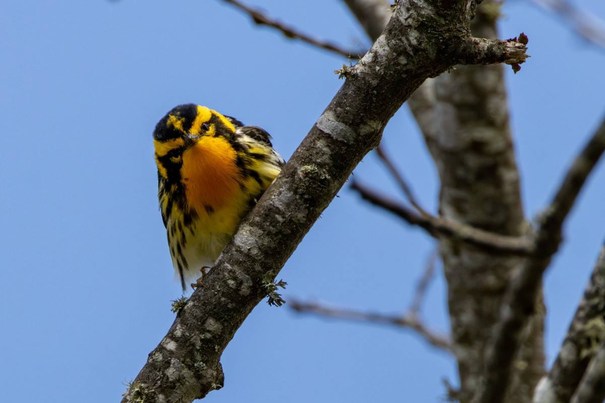 Blackburnian Warbler - ML635259631