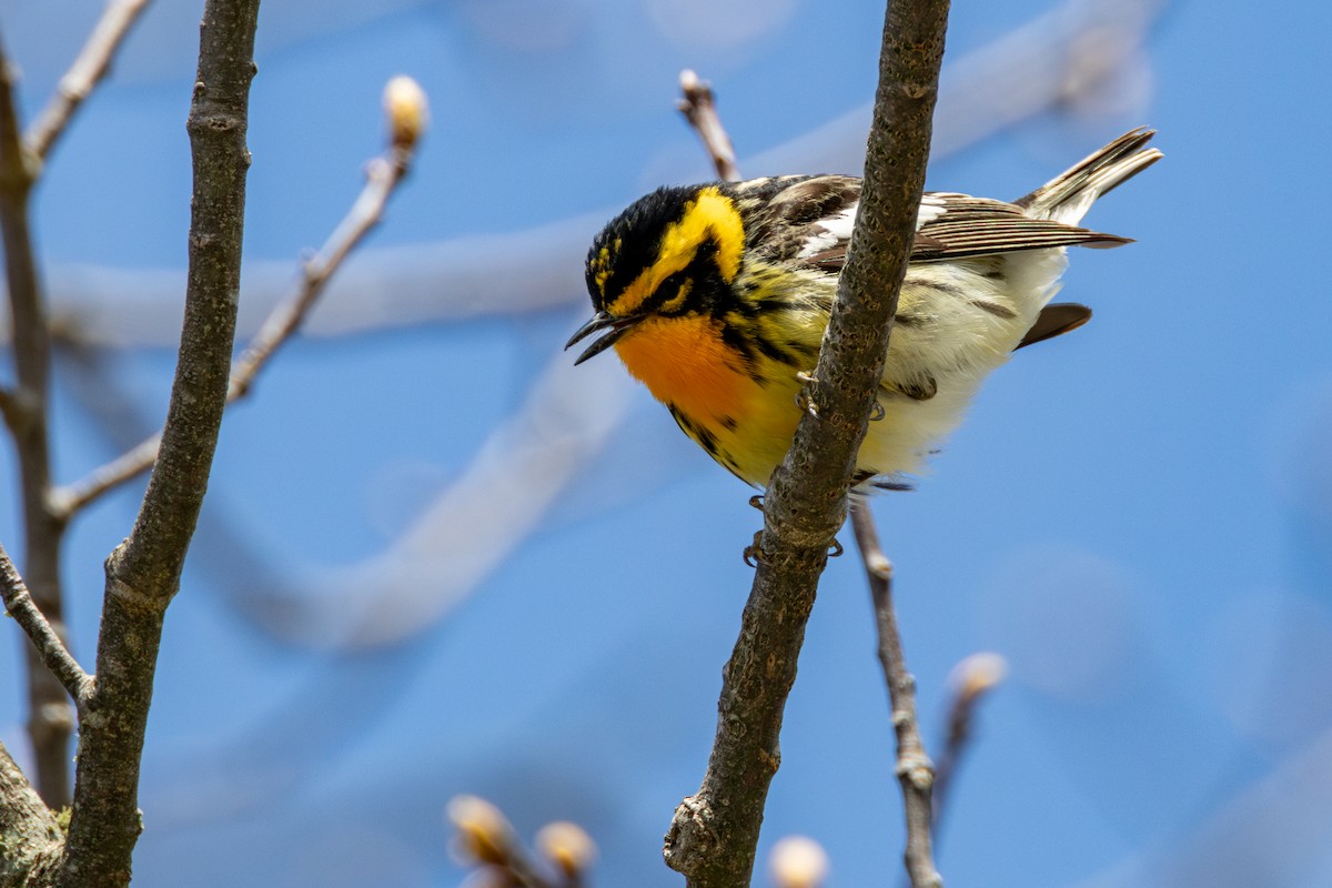 Blackburnian Warbler - ML635259632