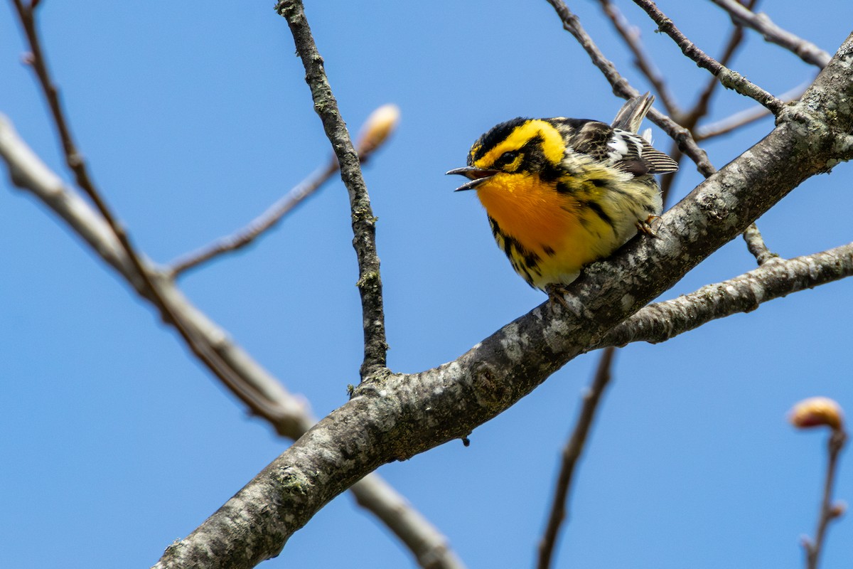 Blackburnian Warbler - ML635259633