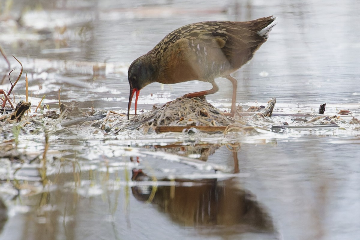 Virginia Rail - ML635259723