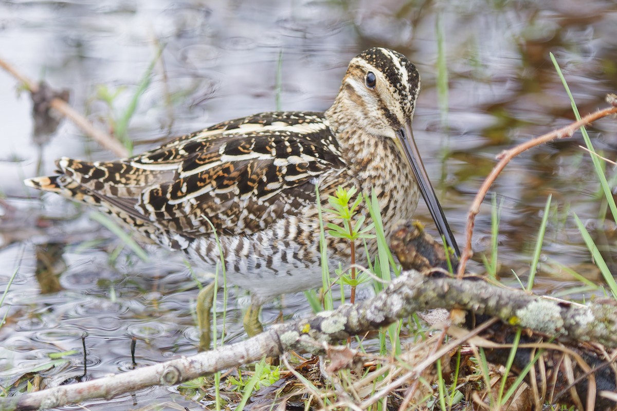 Wilson's Snipe - ML635259728