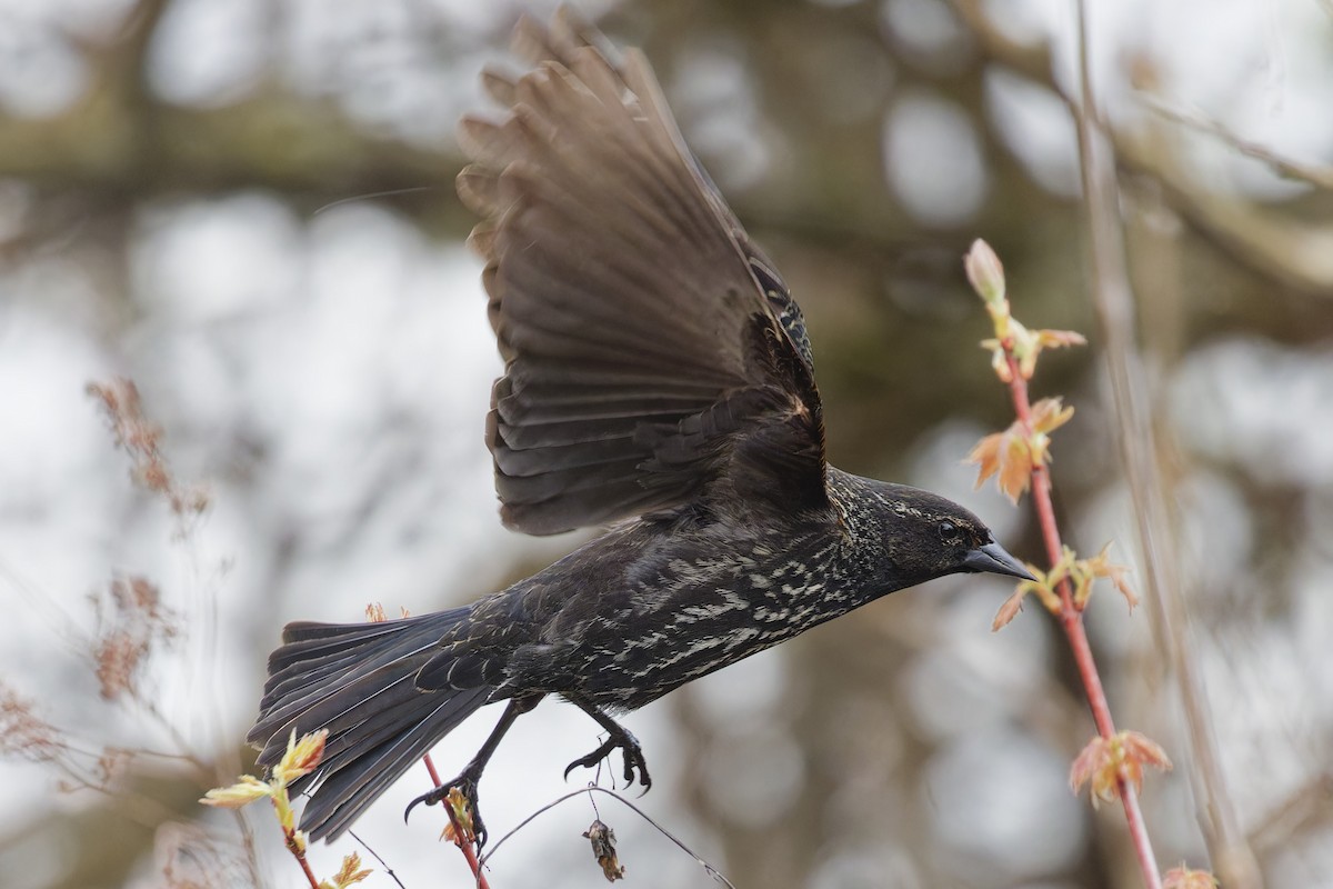 Red-winged Blackbird - ML635259741