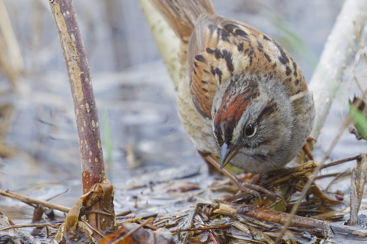 Swamp Sparrow - ML635259752