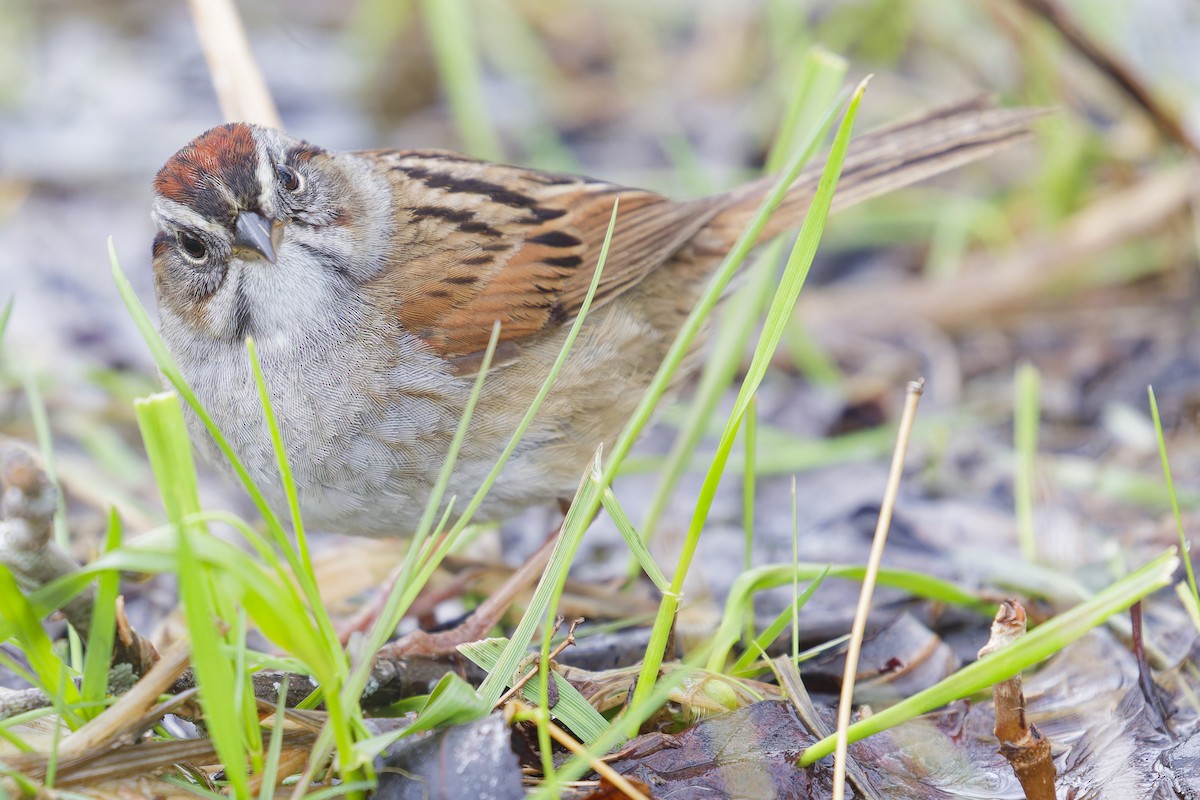 Swamp Sparrow - ML635259754