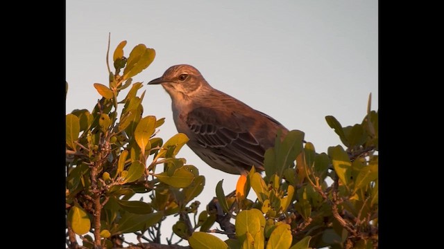 Bahama Mockingbird - ML635259763