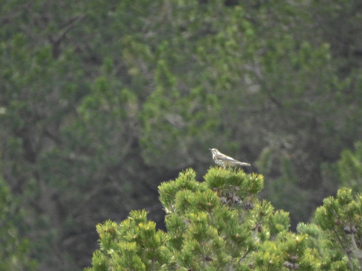 Mistle Thrush - ML635259782