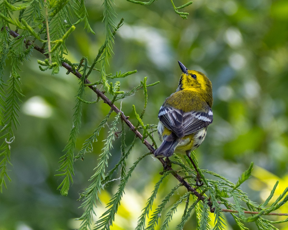 lesňáček proužkoboký - ML635259838