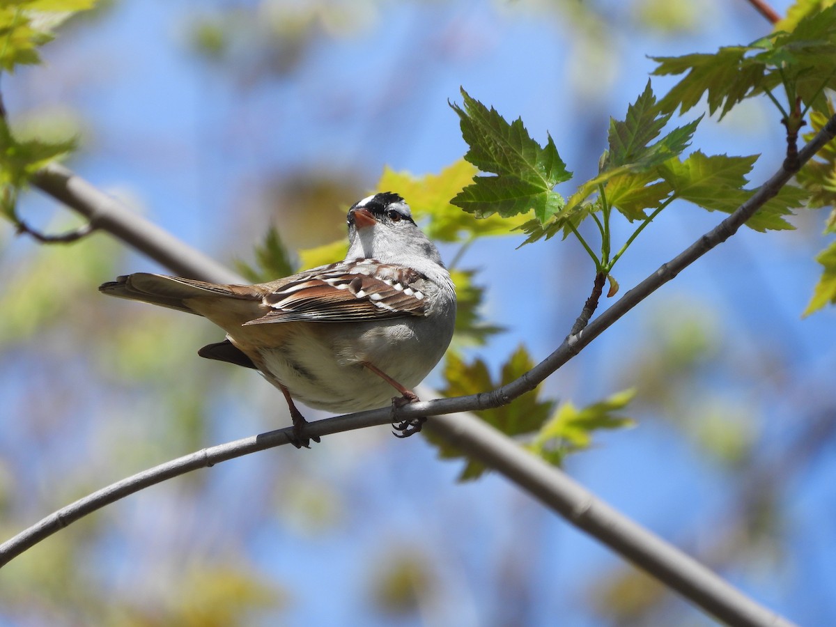 White-crowned Sparrow - ML635259865