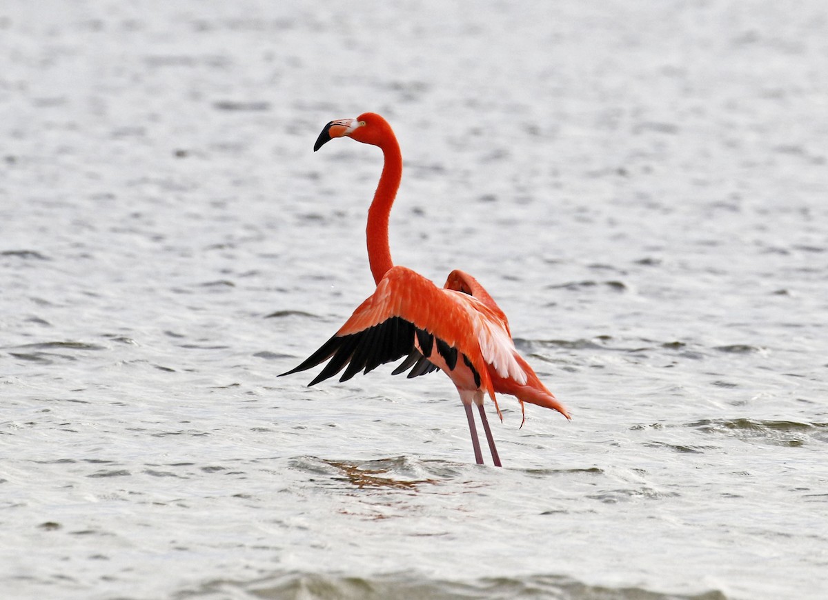 American Flamingo - Tammy McQuade