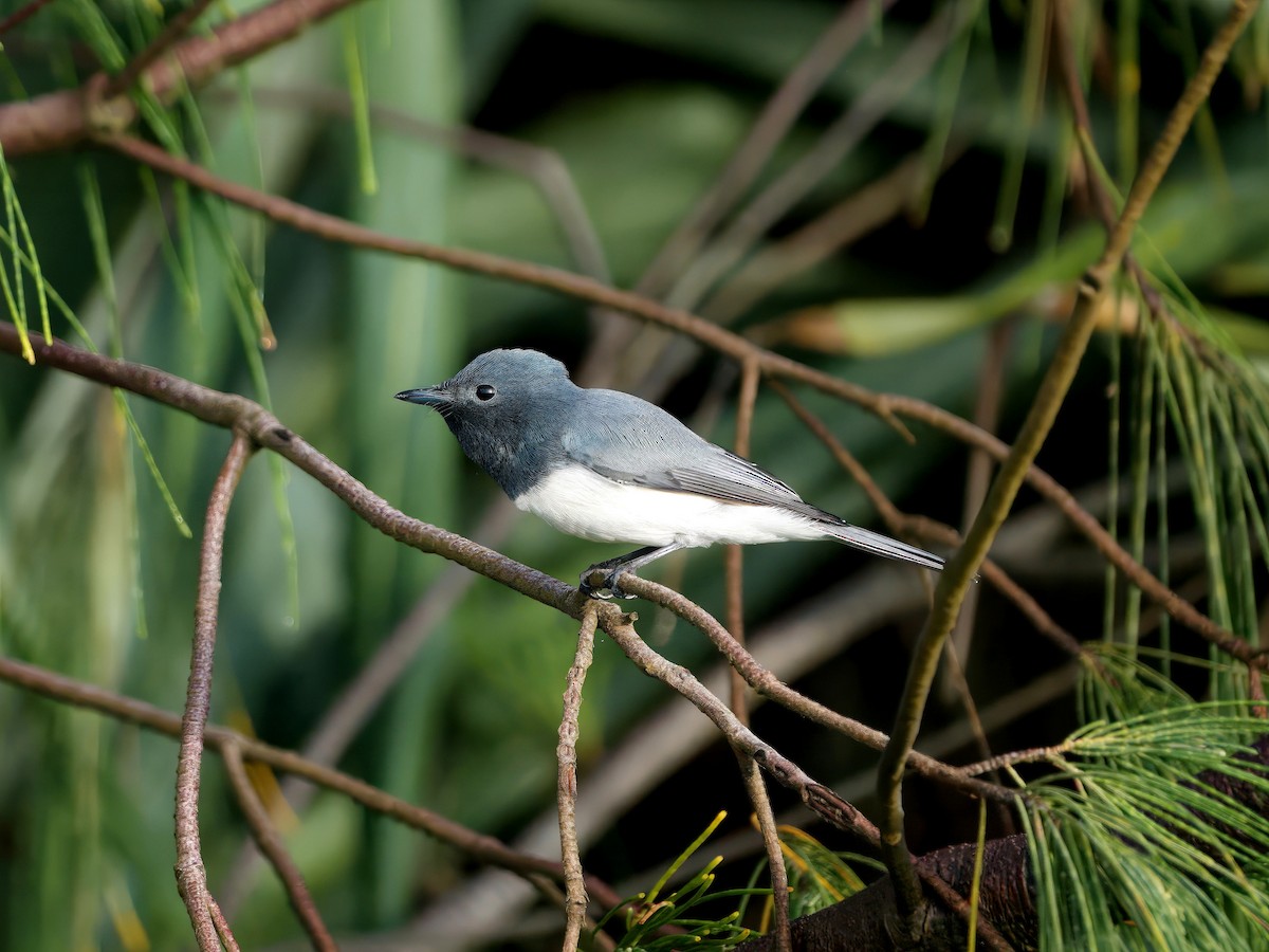 Leaden Flycatcher - ML635259985