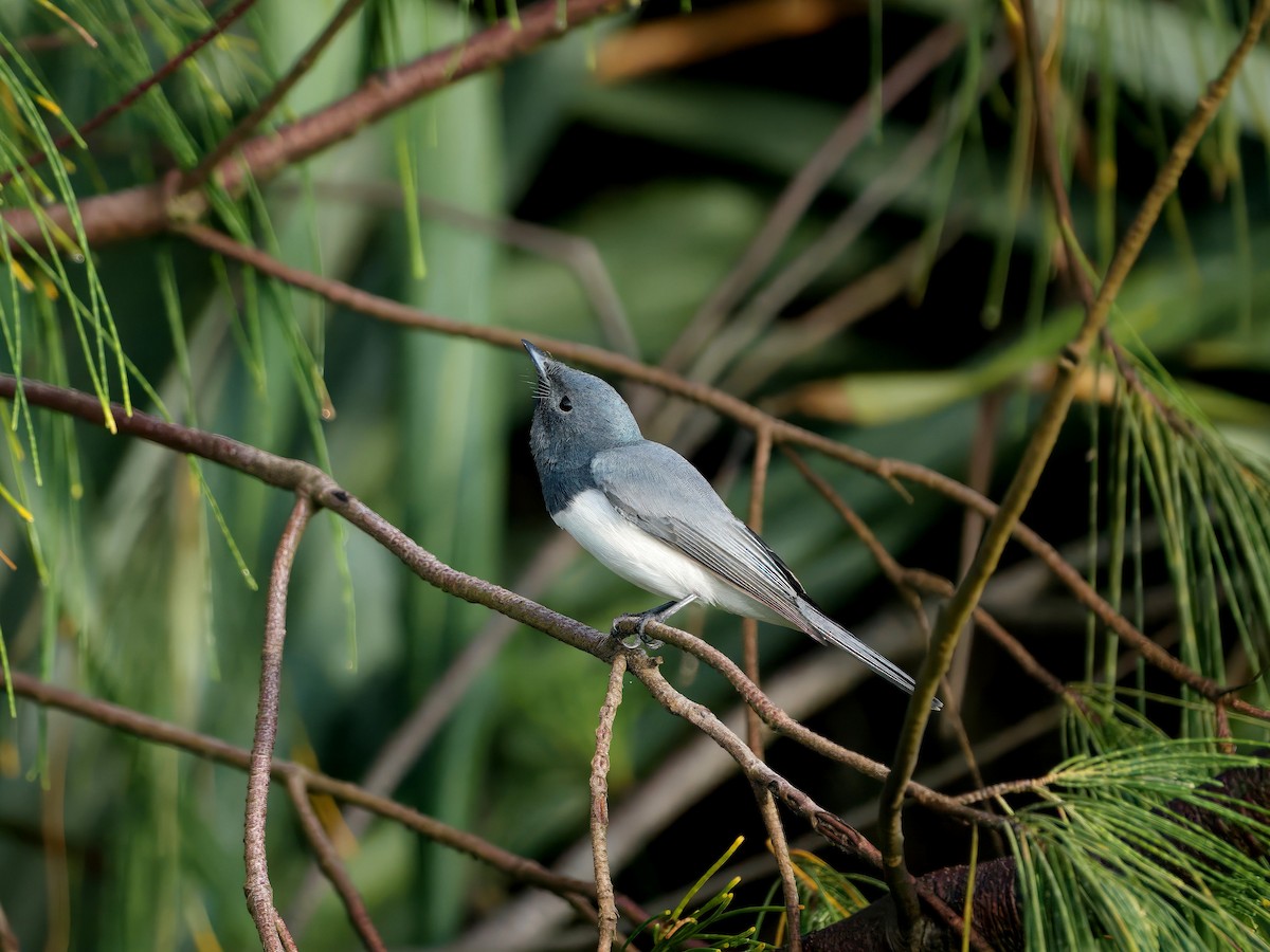 Leaden Flycatcher - ML635259986