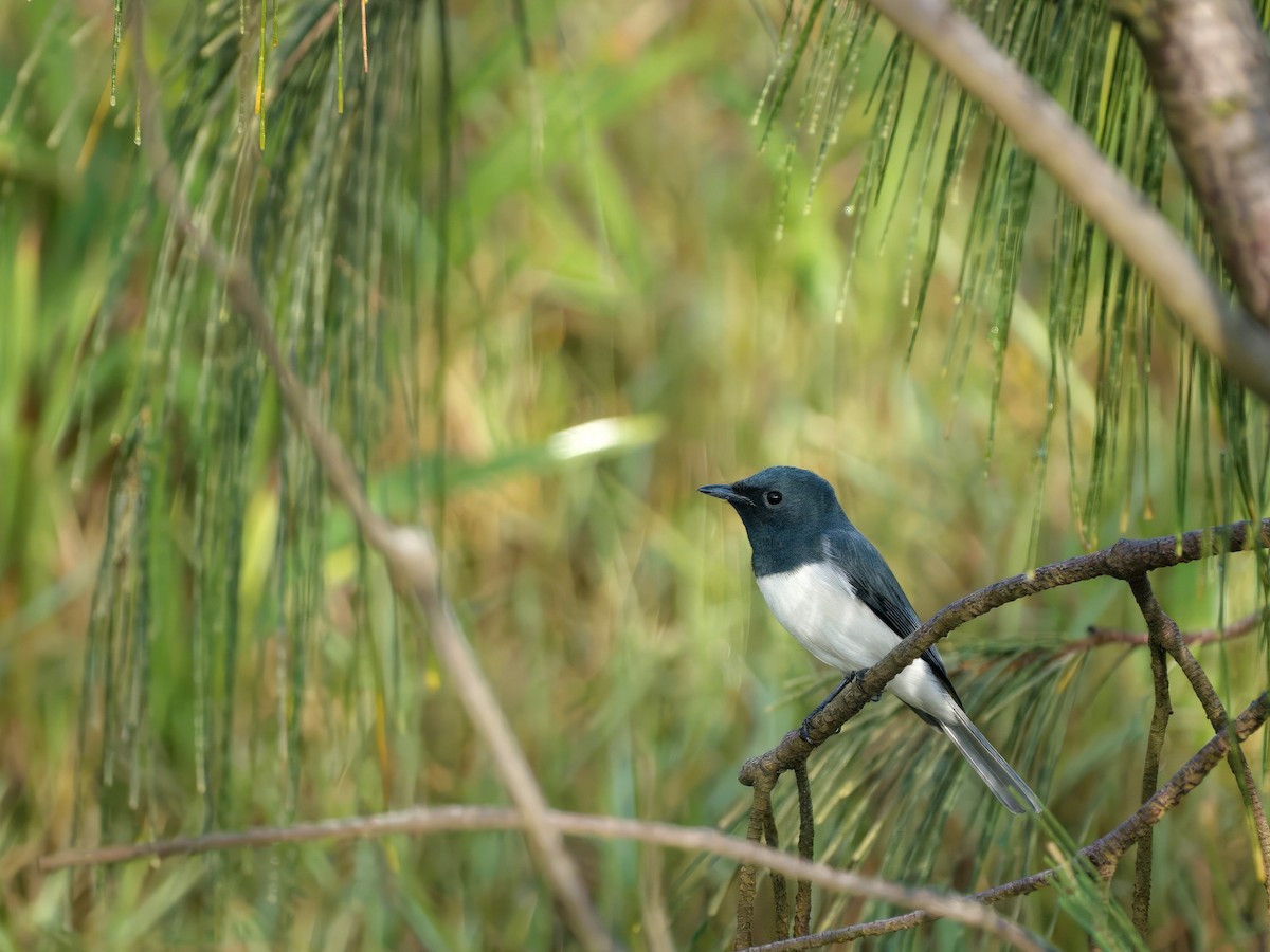 Leaden Flycatcher - ML635259987